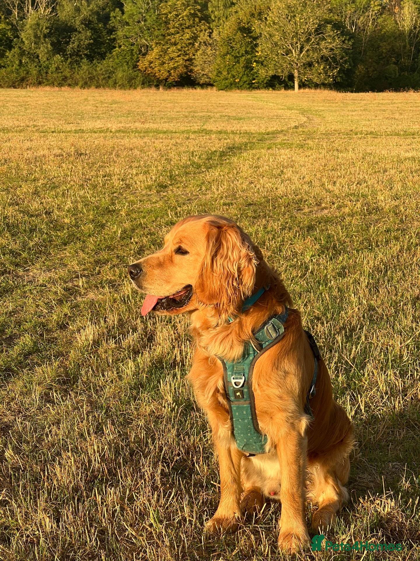 Mixed Breed dogs Stud male Golden Retriever and Spaniel - Advert 2