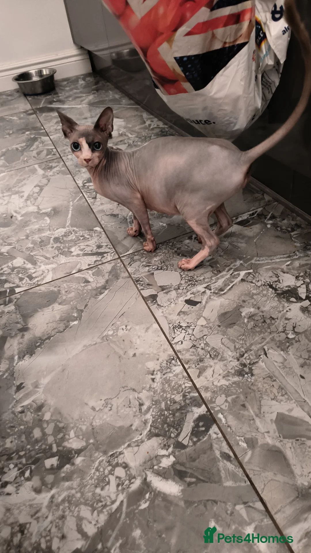Sphynx cats for sale: Female sphynx cat - Advert 2