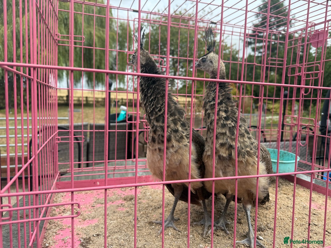 Mixed Breed birds for sale: Indian Blue Peachics - Image 2