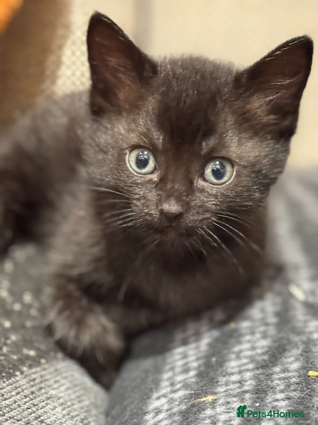 Mixed Breed cats for sale: Ragdoll × British Shorthair Kittens - Advert 2