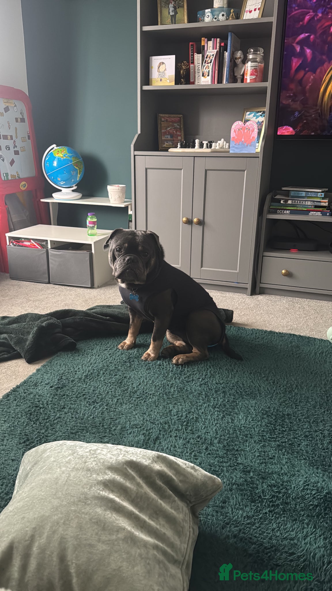 Mixed Breed dogs for sale: One year old French x olde English bulldog in Knaresborough - Advert 2