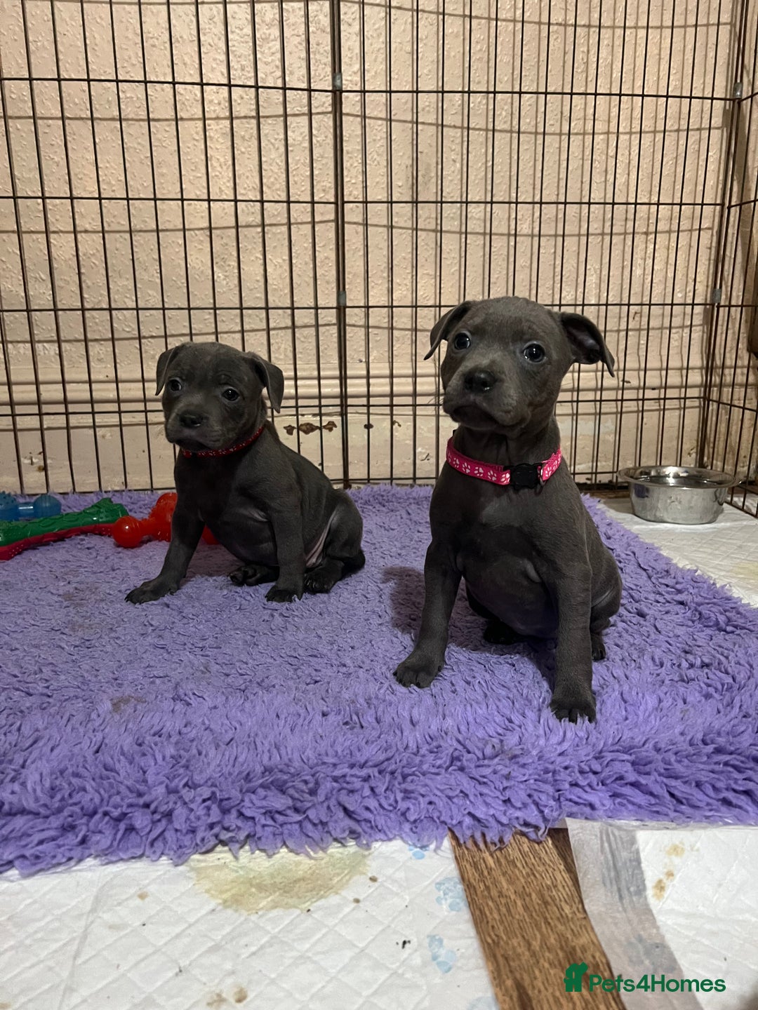 Staffordshire Bull Terrier dogs for sale: One girl left🩷 Staffordshire bull terrier pups - Image 12