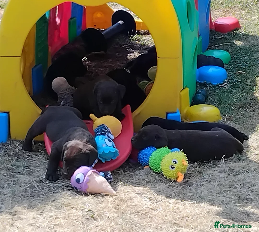 Labrador Retriever dogs for sale: Quality Labrador pups. Health tested parents - Advert 15