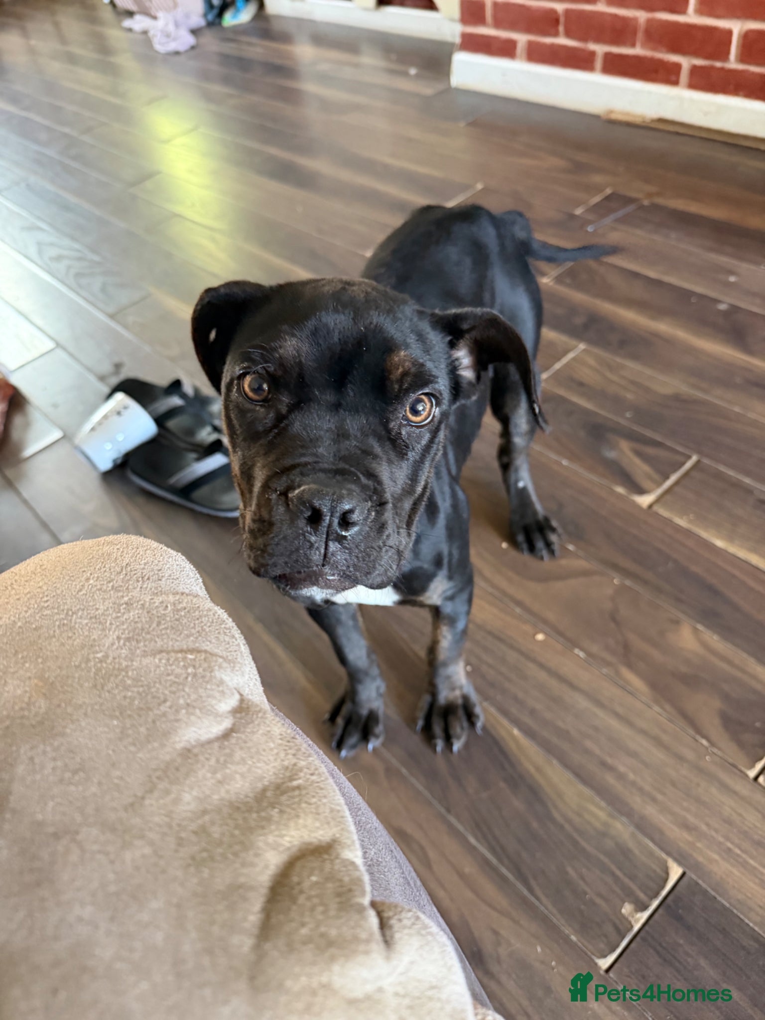 Cane Corso dogs Xena is looking for a new home - Advert 6