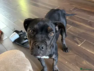 Cane Corso dogs Xena is looking for a new home - Advert 6