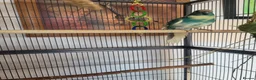 Parakeets birds for sale: Kakariki- breeding pair - Advert 2
