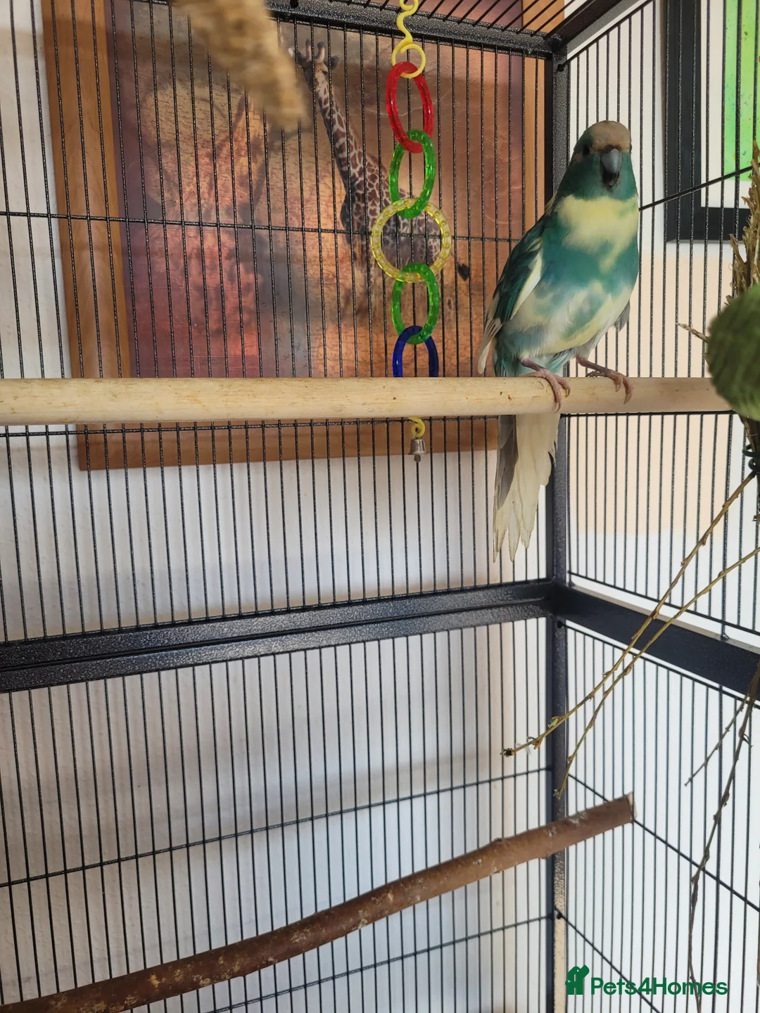 Parakeets birds for sale: Kakariki- breeding pair - Advert 2