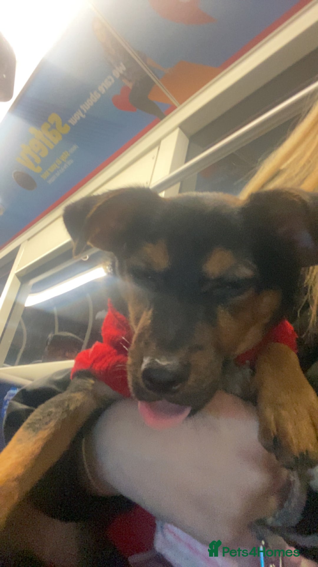 Mixed Breed dogs for sale: 5 month old pup  - Advert 6