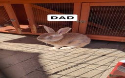 Mixed Breed rabbits for sale: English Angora x Rex Mixed - Advert 11