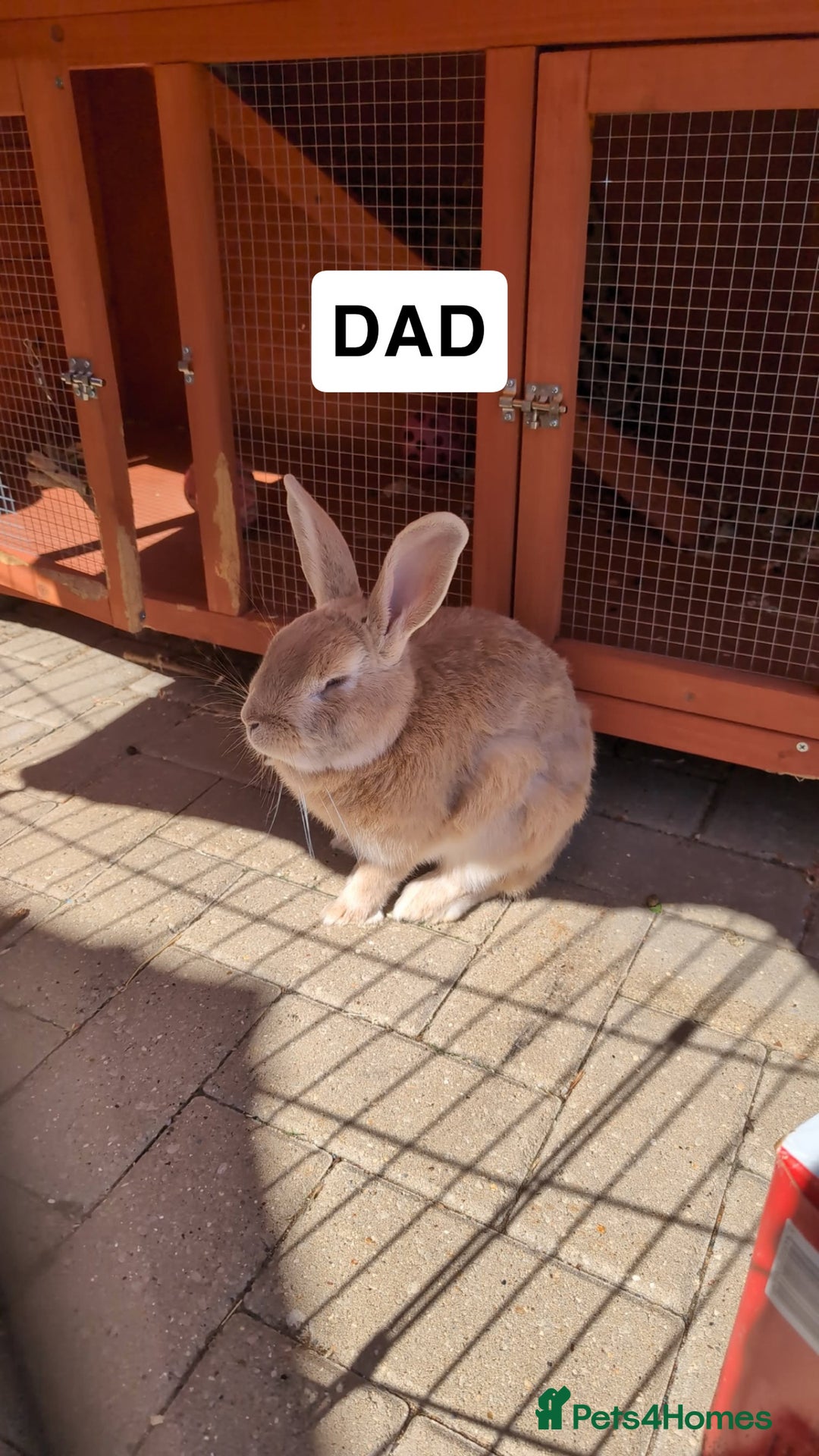 Mixed Breed rabbits for sale: English Angora x Rex Mixed - Advert 11