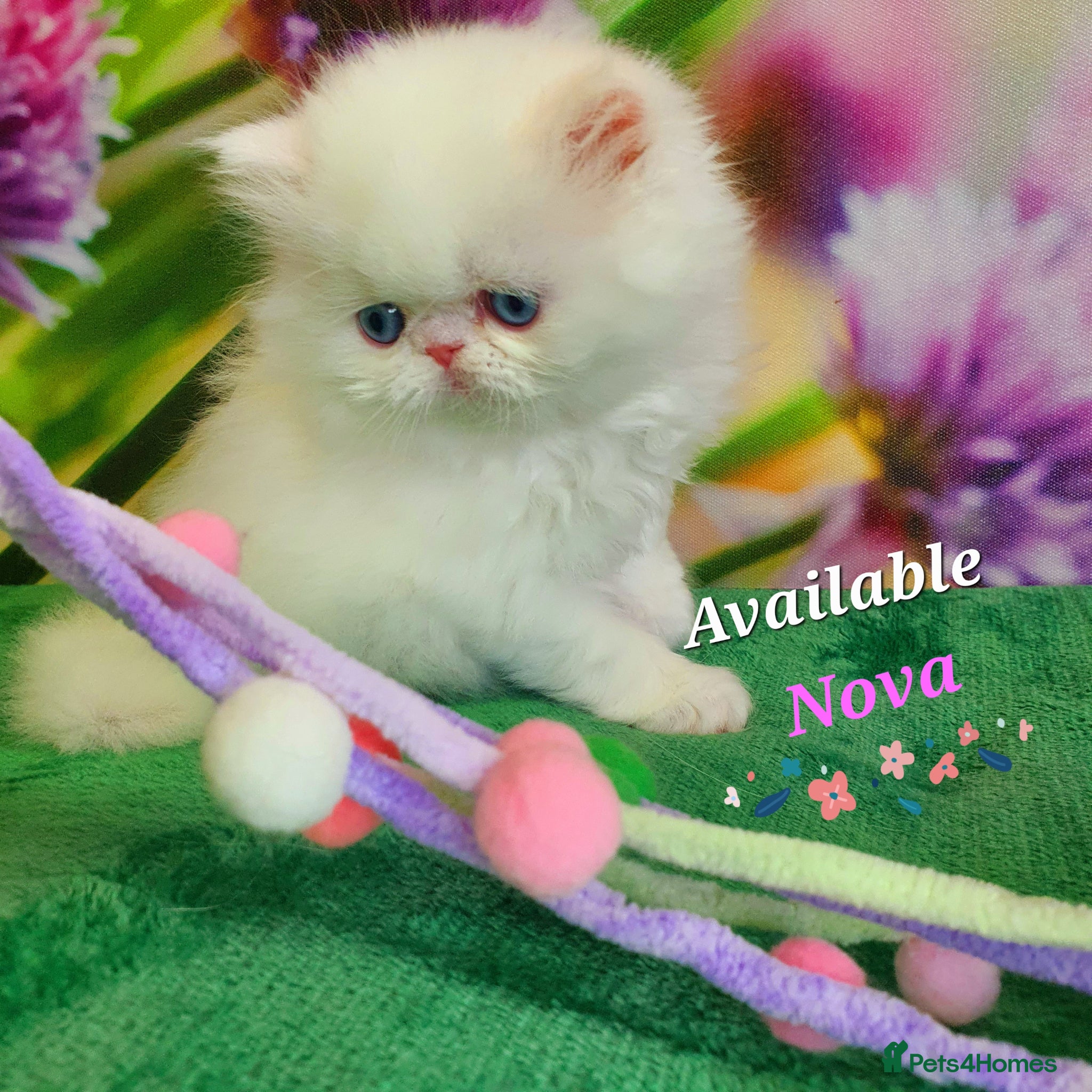Persian cats GCCF pure breed Persian Kittens 😸  - Advert 13