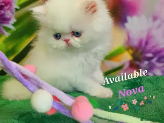 Persian cats GCCF pure breed Persian Kittens 😸 - Advert 13