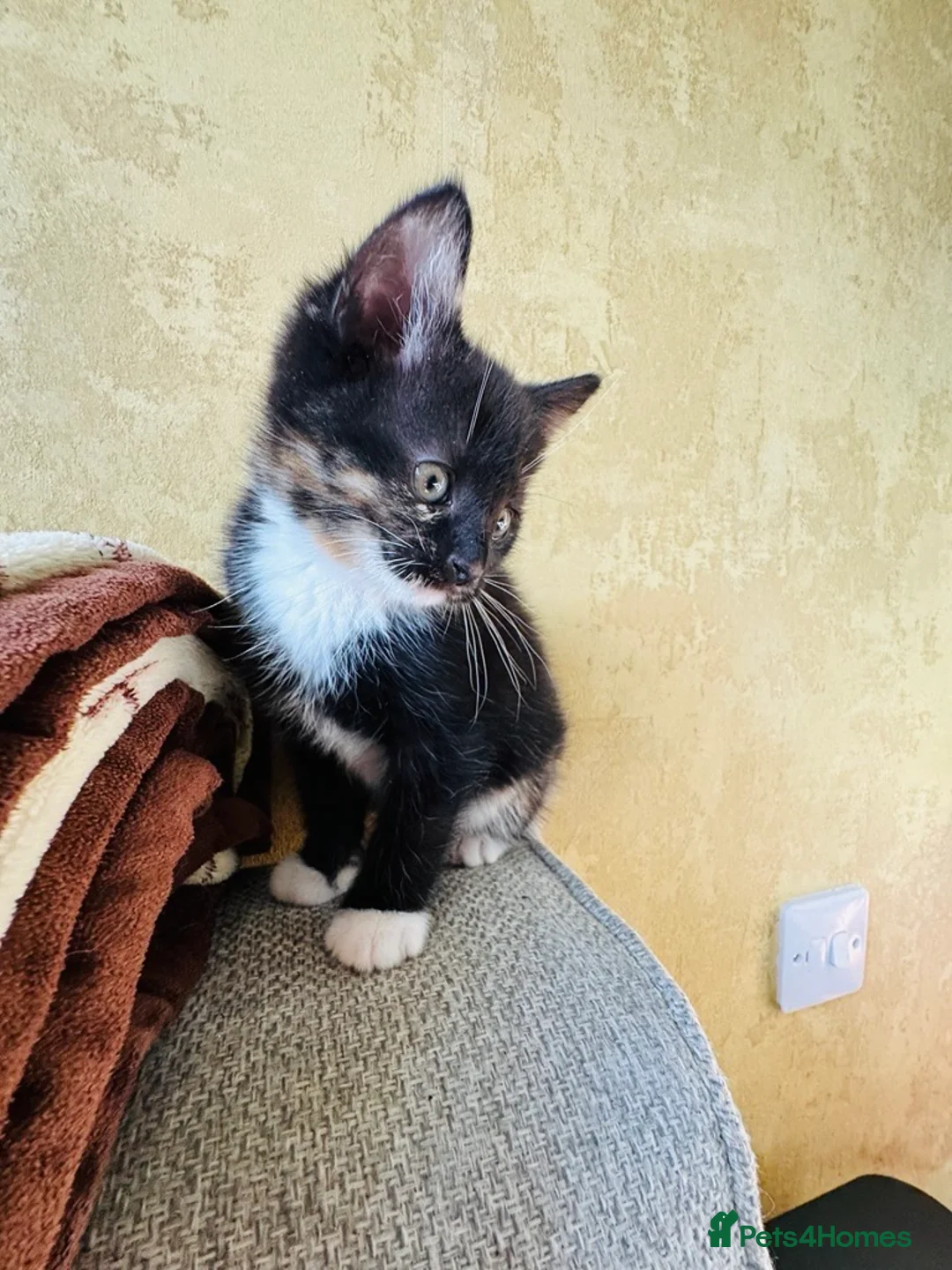 Mixed Breed cats for sale: Last kitten looking for their forever home  - Advert 1