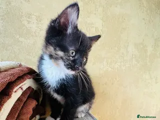 Mixed Breed cats Last kitten looking for their forever home - Advert 4