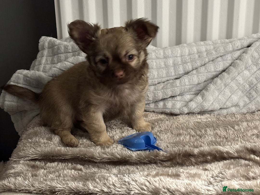 Chihuahua dogs for sale: Ready to leave now 3 beautiful chihuahua puppies - Advert 3