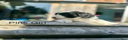Sheepadoodle dogs for sale: Beautiful Black & White Sheepadoodles - Advert 7