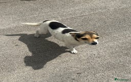 Jack Russell dogs for sale: Jack russel puppy’s  - Image 5