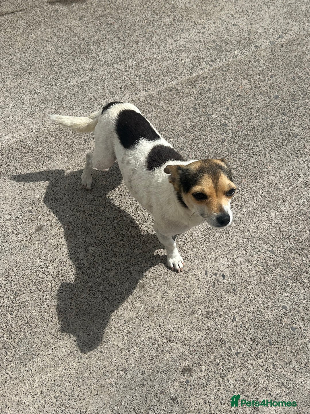 Jack Russell dogs for sale: Jack russel puppy’s  - Image 5