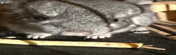 Chinchilla rodents for sale: 2x baby chinchillas - Advert 1