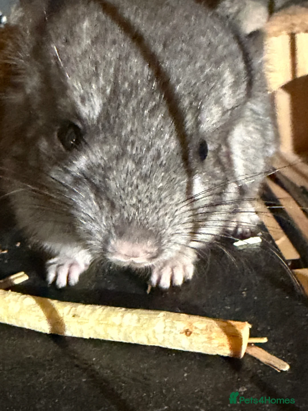 Chinchilla rodents for sale: 2x baby chinchillas - Advert 1