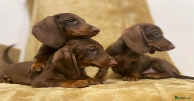 Miniature Dachshund dogs - Advert 1