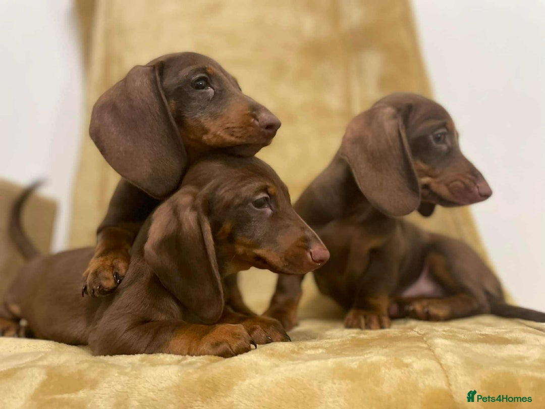 Miniature Dachshund dogs for sale: Miniature Dachshund puppies - Image 2