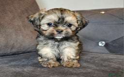 Shih Tzu dogs for sale: Beautiful Shih Tzu Puppies READY TO LEAVE SATURDAY - Image 10