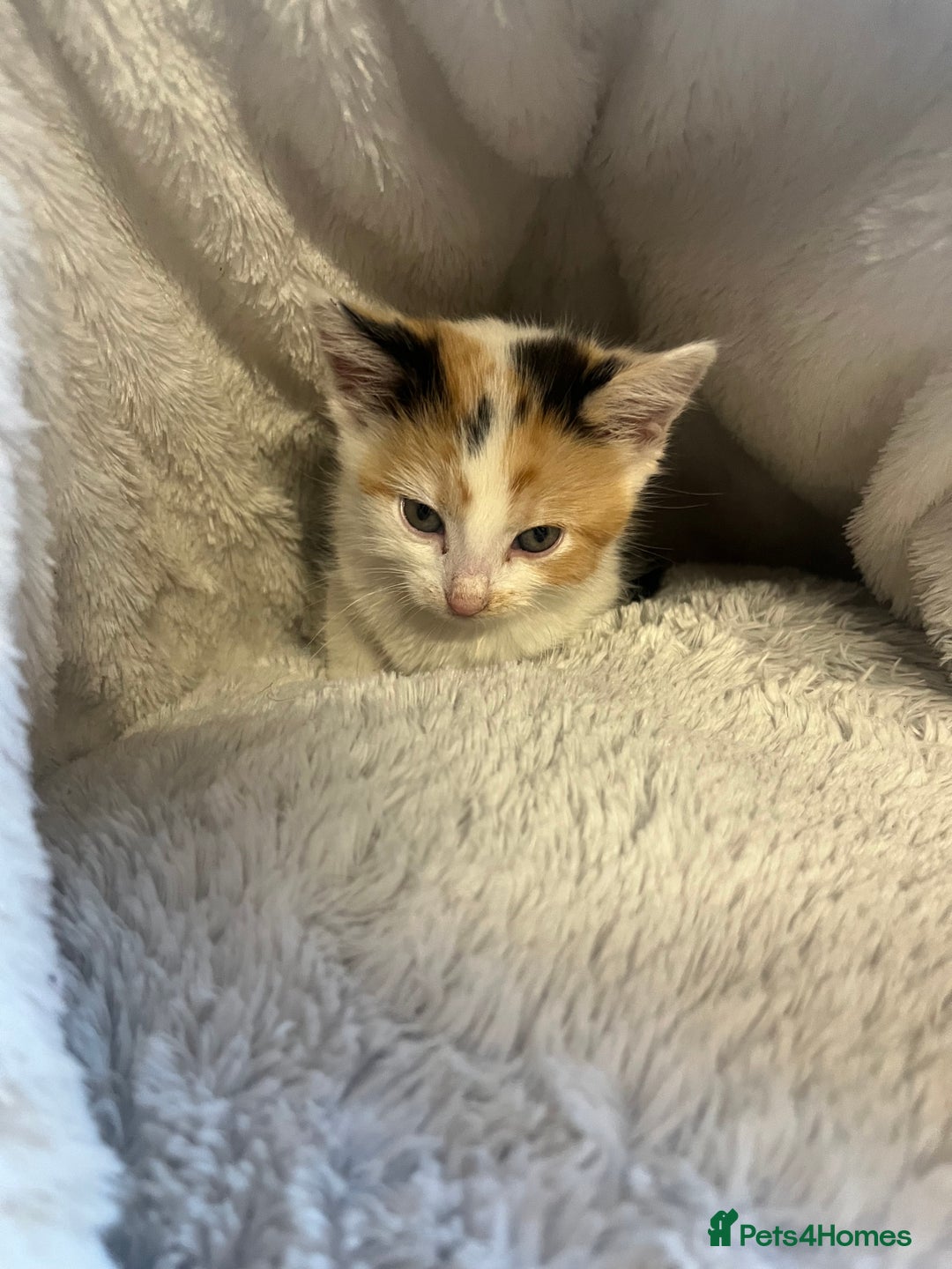 Mixed Breed cats for sale: 🐾 Beautiful 8 week old Calico Female Kittens - Advert 8
