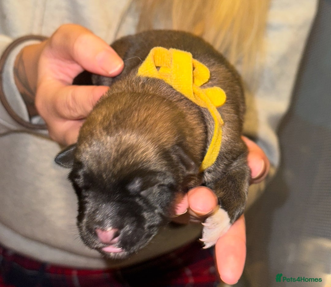 Mixed Breed dogs for sale: Belgian malinois x German Shepherd puppies  - Advert 18