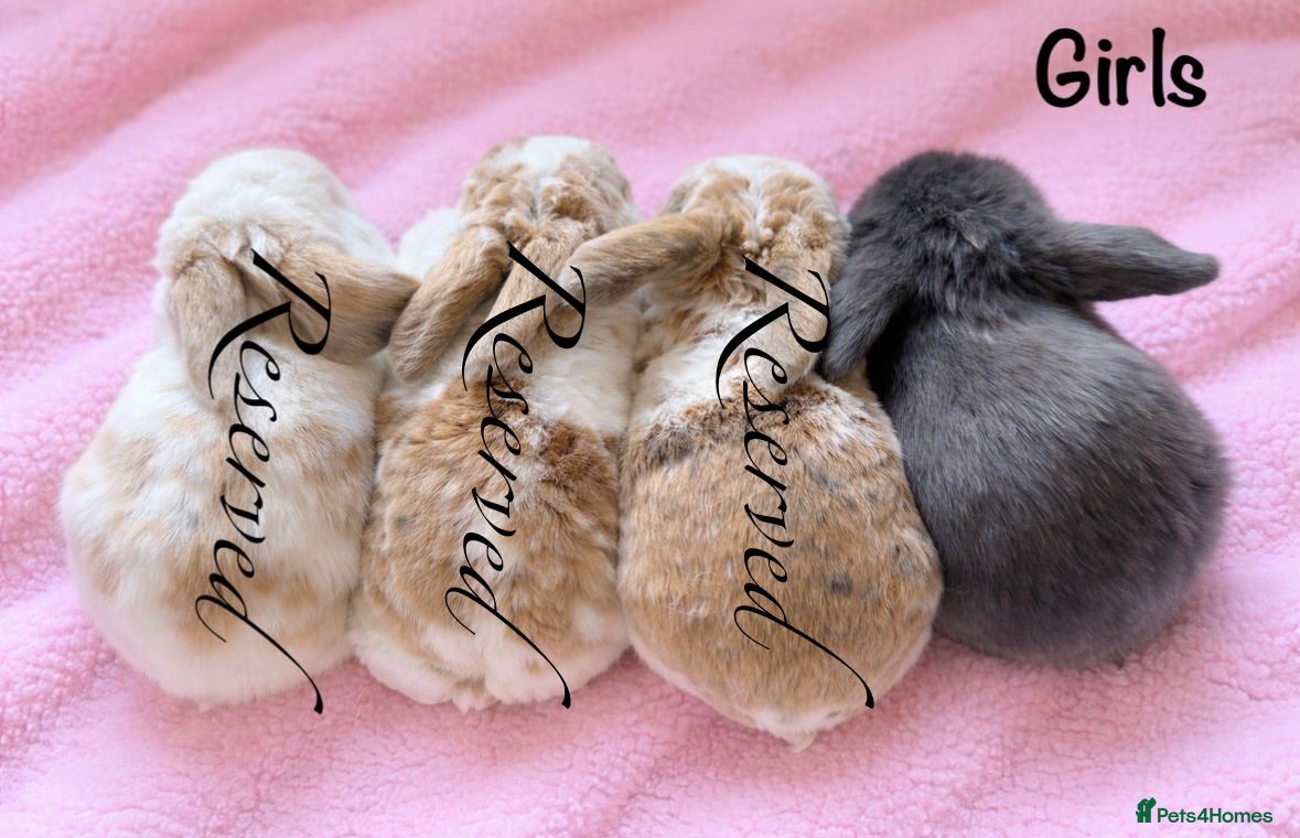 Mini Lop rabbits Baby Mini Lops (Ready 16/04) - Advert 22