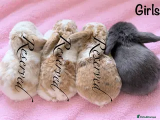 Mini Lop rabbits Baby Mini Lops (Ready 16/04) - Advert 22