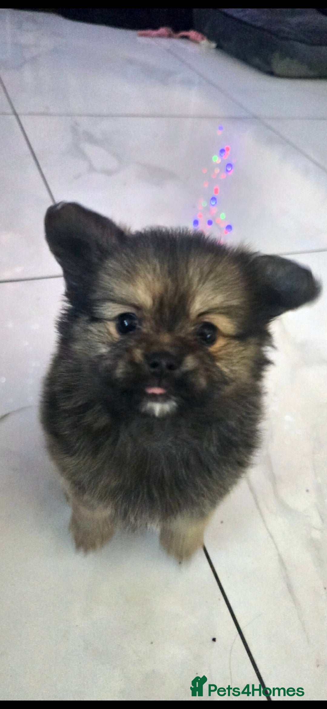 Mixed Breed dogs for sale: Tiny  **  Yorkiepom boy READY NOW  - Advert 18
