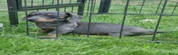 Mixed Breed dogs for sale: READY NOWPatterjack x daxie 2boys 2Girl available  - Advert 5