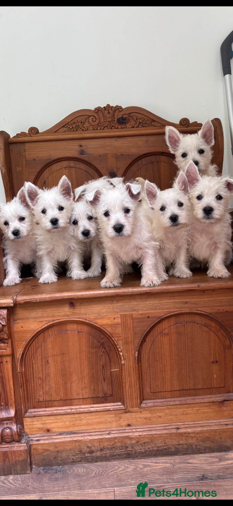 West Highland Terrier dogs ROYAL KENNEL CLUB WEST HIGHLAND TERRIES - Advert 2