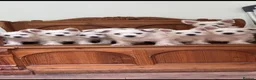 West Highland Terrier dogs for sale: ROYAL KENNEL CLUB WEST HIGHLAND TERRIES - Advert 2