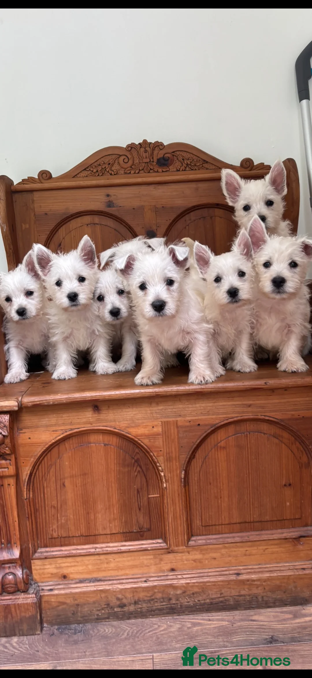 West Highland Terrier dogs for sale: ROYAL KENNEL CLUB WEST HIGHLAND TERRIES - Advert 2