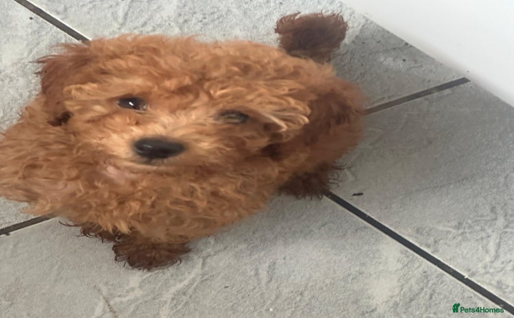 Toy Poodle dogs - Advert 8