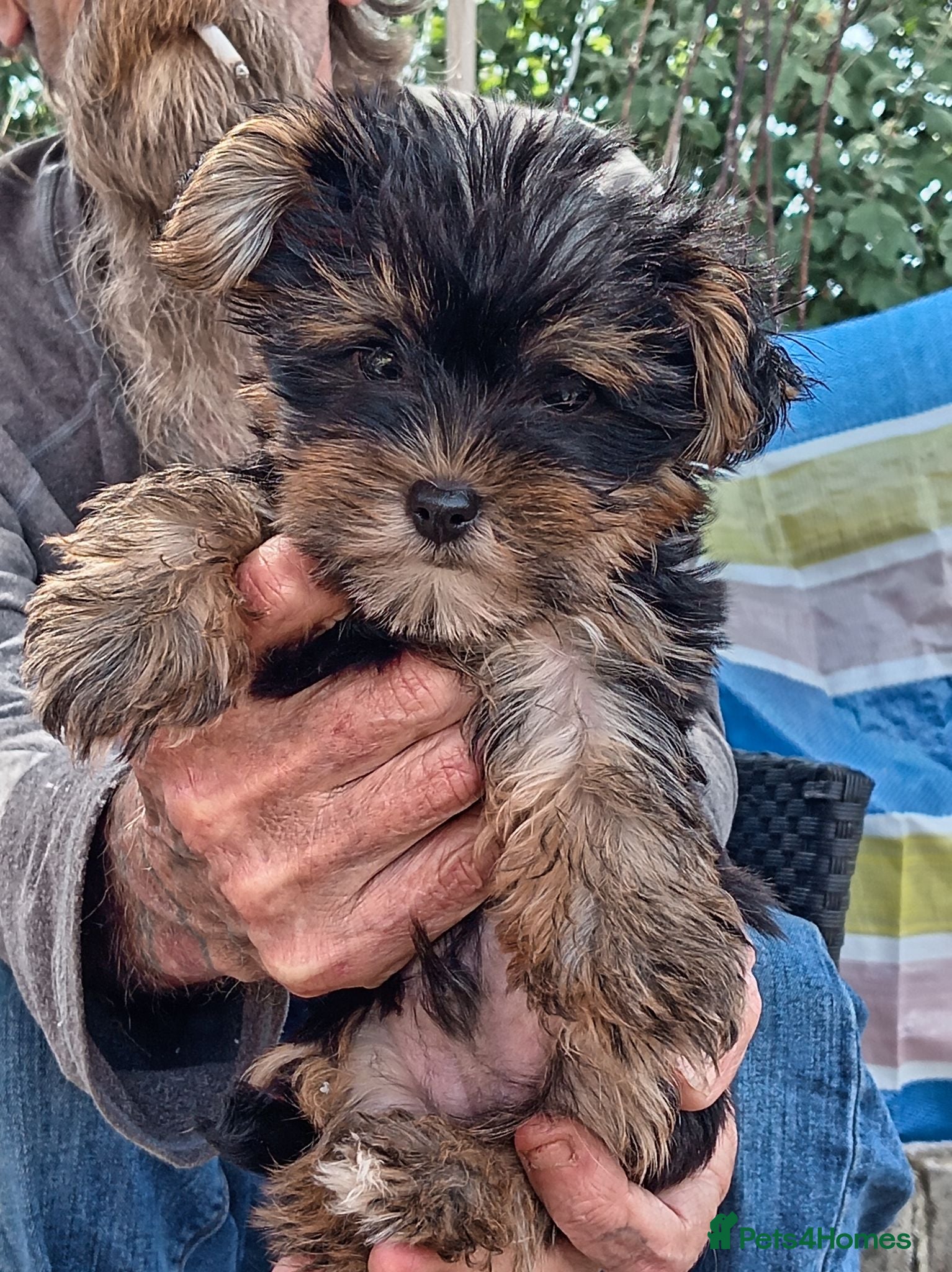 Yorkshire Terrier dogs 2 beautiful boys Yorkies dad kc registered  - Advert 9