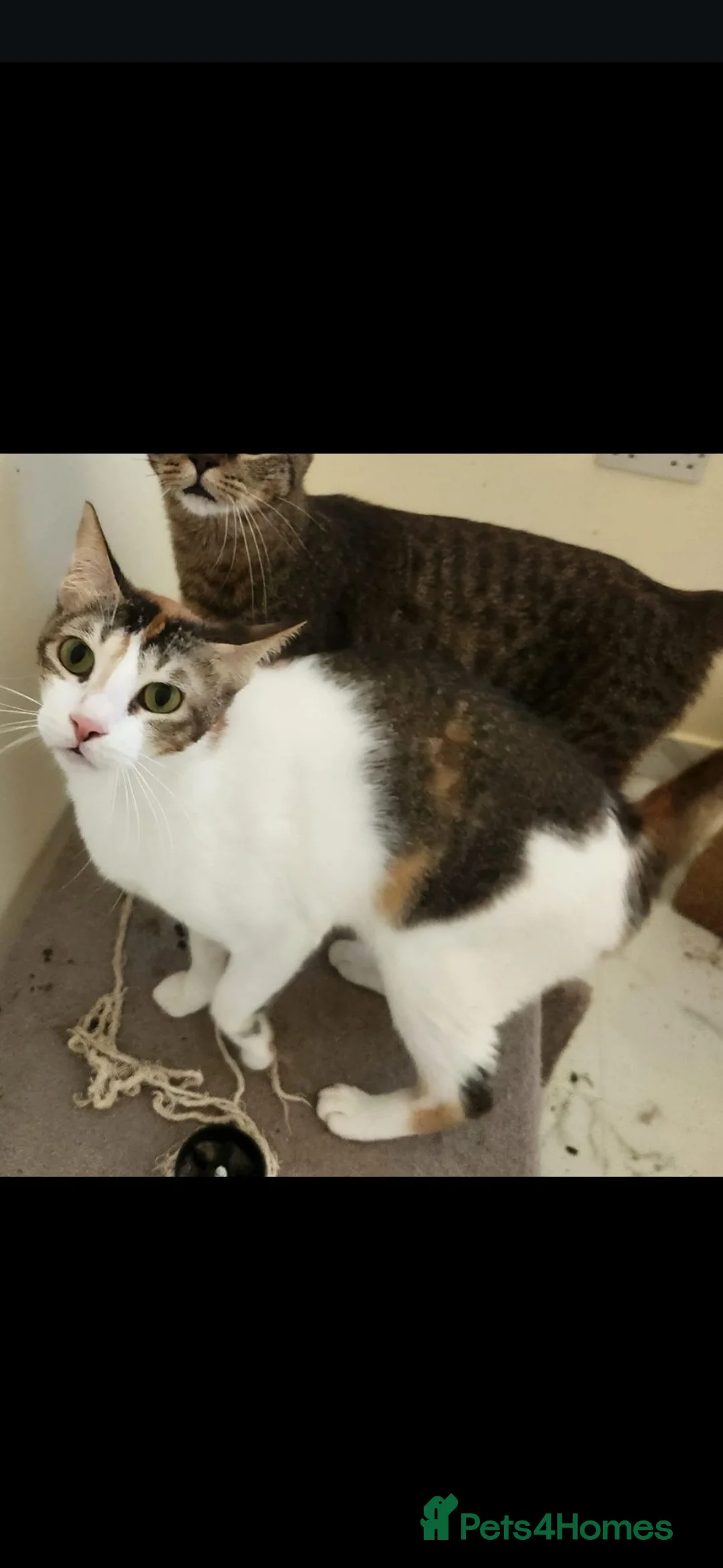 Arabian Mau cats for adoption: Toast - Advert 1