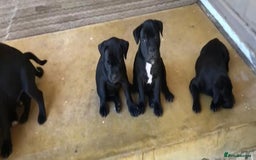 Staffordshire Bull Terrier dogs for sale: Staff Puppies  - Image 2