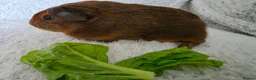 Guinea Pig rodents for sale: Boys rt1 19th july - Advert 8