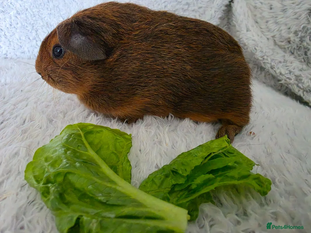 Guinea Pig rodents for sale: Boys rt1 19th july - Advert 8