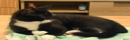 Domestic Shorthair cats for sale: Ronnie and Reggie  in Stourbridge - Advert 5