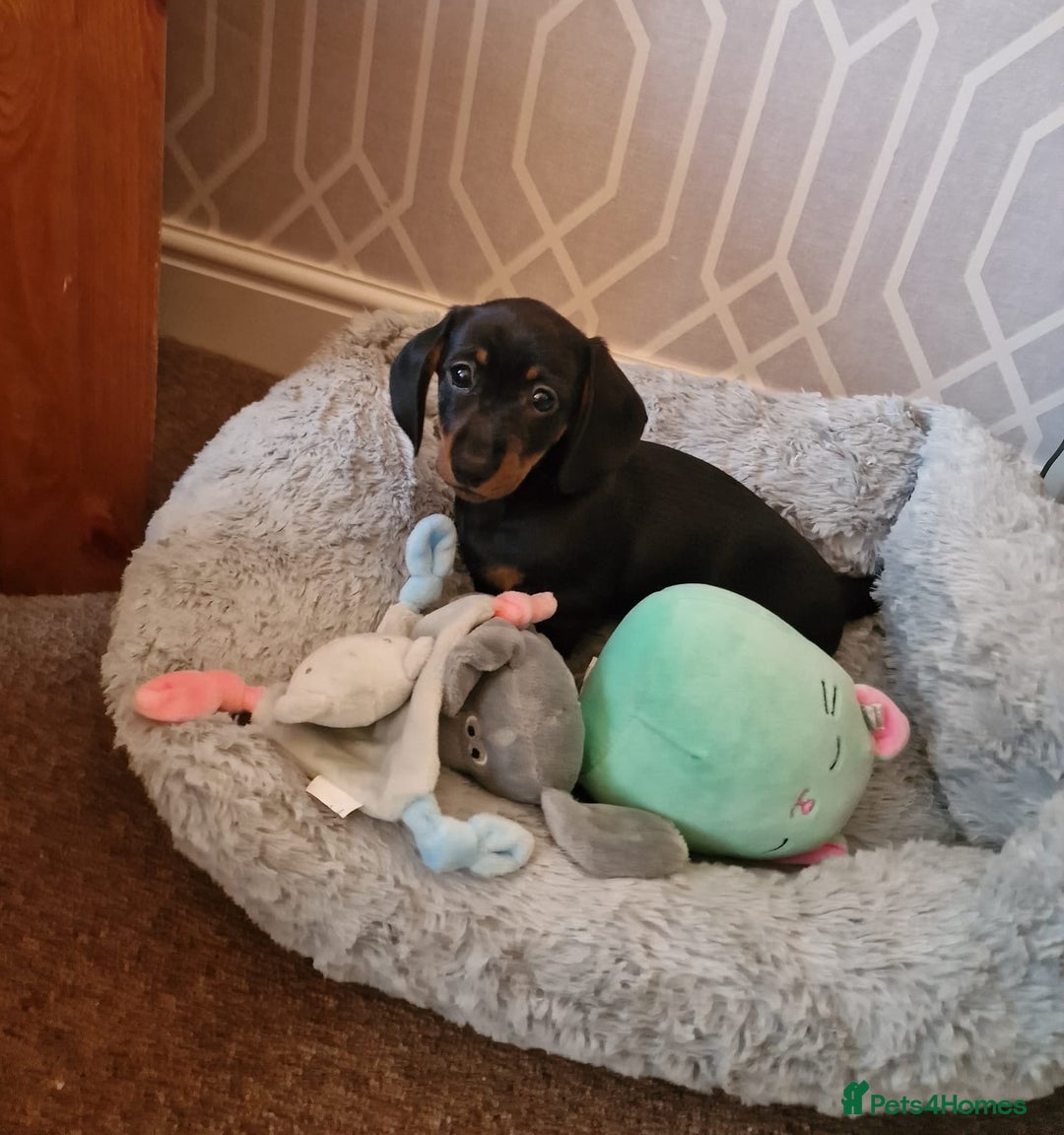 Dachshund dogs for sale: Female Mini Dachshund Puppy (Smooth, Short hair) - Advert 1