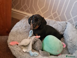 Dachshund dogs Female Mini Dachshund Puppy (Smooth, Short hair) - Advert 11