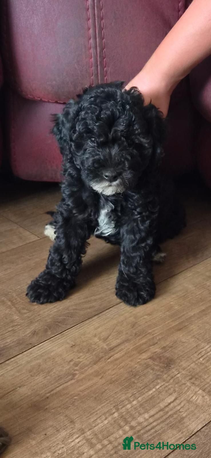 Cockapoo dogs F1B Miniature Poodle x Cockapoo  - Advert 1
