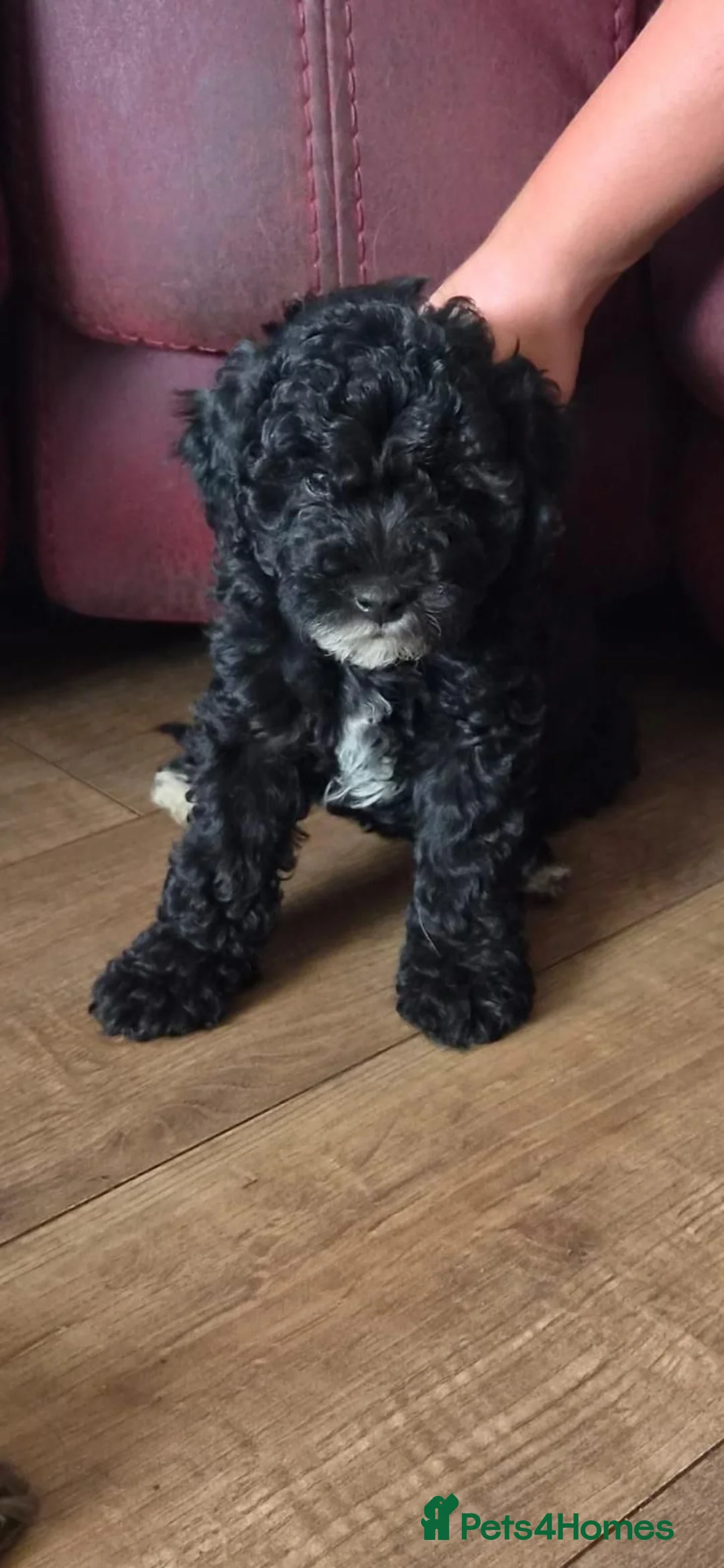 Cockapoo dogs for sale: F1B Miniature Poodle x Cockapoo  - Advert 1