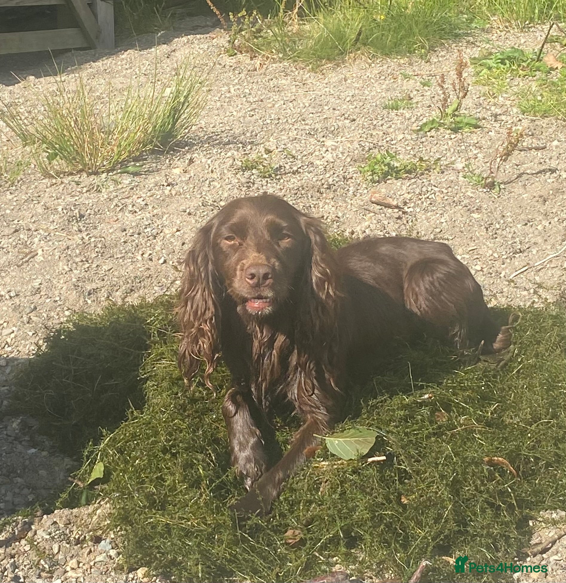 Cocker Spaniel dogs Cocker spaniel dog for stud  - Advert 10