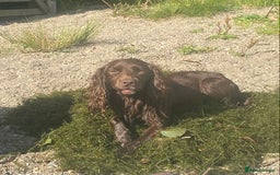 Cocker Spaniel dogs for stud: Cocker spaniel dog for stud  - Image 1