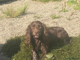 Cocker Spaniel dogs Cocker spaniel dog for stud - Advert 14